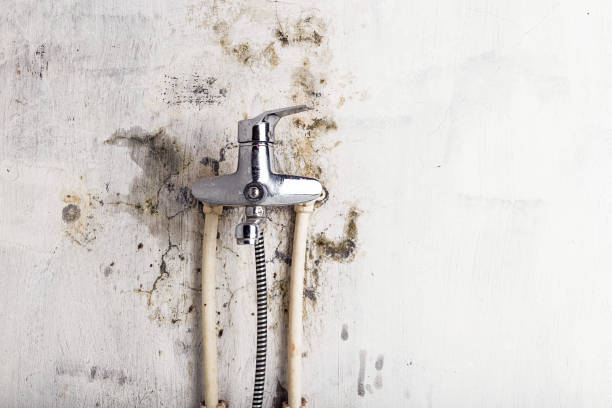 Best DIY Mold Remediation Support Services in Timber Pines, FL