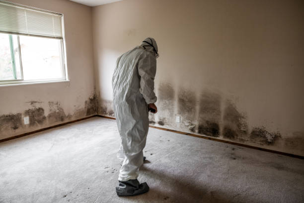 Best White Mold Remediation in Timber Pines, FL